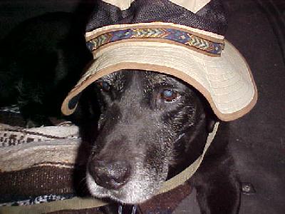 dONALD THE dOG: 