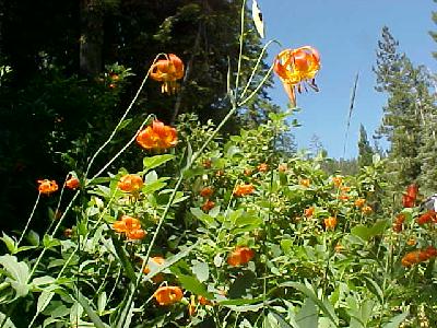Tiger Lilies on the Eddies: