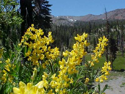 Yellow Lupin Morgan Meadows: 