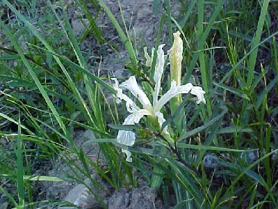 Iris Chaparral: