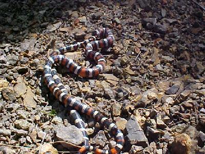 King Snake Donner Party: 
