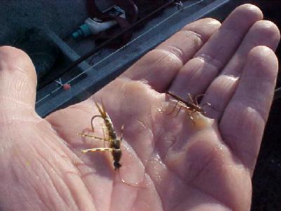 Damsel Nymphs 2004: 