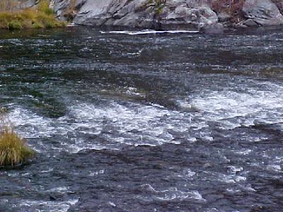 Klamath Reds: 
