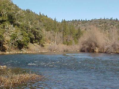 Brown Bear to Blue Heron: 