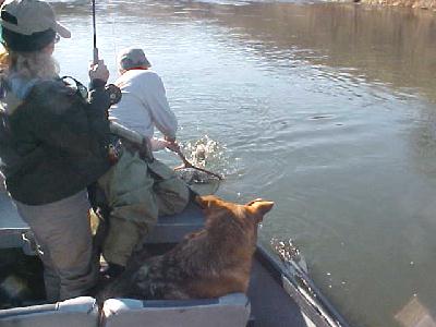 Netting fish 4 Sylvia: