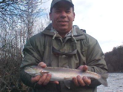 cy steelhead: