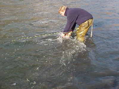 release the trout: 