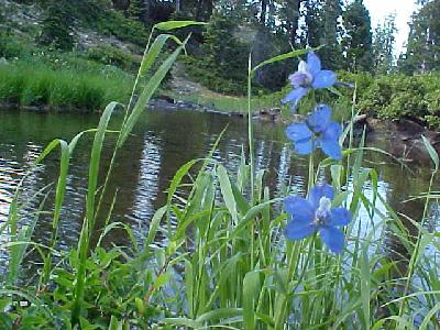 High Mountain Larkspur: