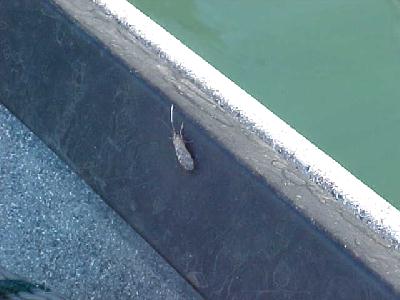 Lower Sac caddis: 