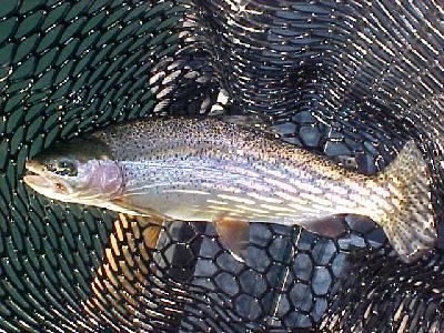 LS Fish net: 