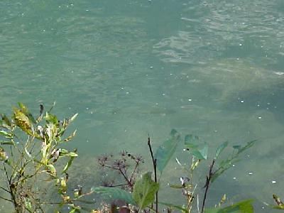 The visible trout!: 