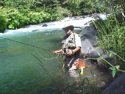 McCloud Columbine: 