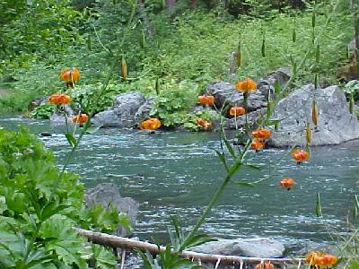 McCloud Wild Flowers: