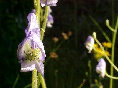 Monkshood 2004: