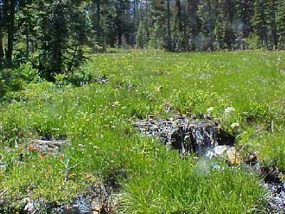 Meadows high elevations: 