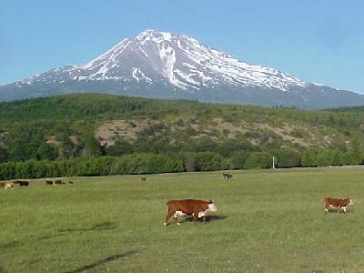Mt Shasta and Cows: 