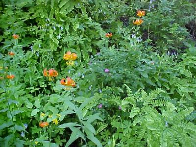Nature's Garden: