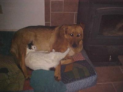 Shasta and Lamb Chop: 