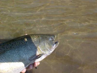 trinity fly mouth: