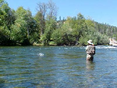 Fish on Bob: 