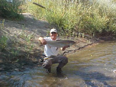 trinity salmon h: