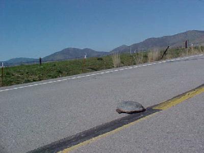 Turtle down the road: 
