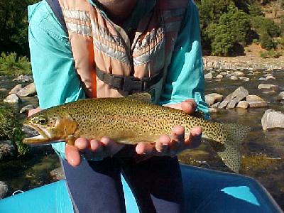 raft lunker: