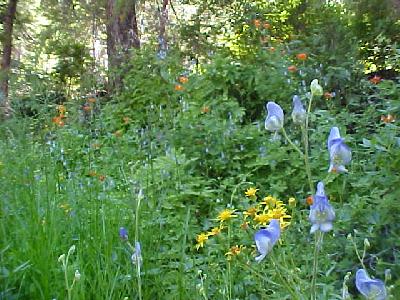 Natures Flower Garden: