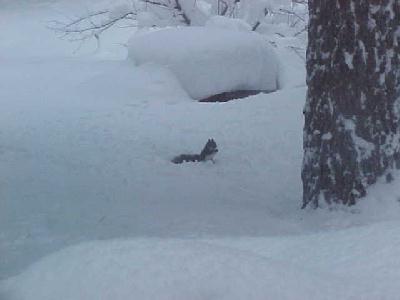 Winter Squirrel: 