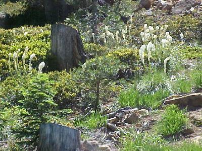 Bear Grass 2: