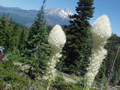 Bear Grass microphones: