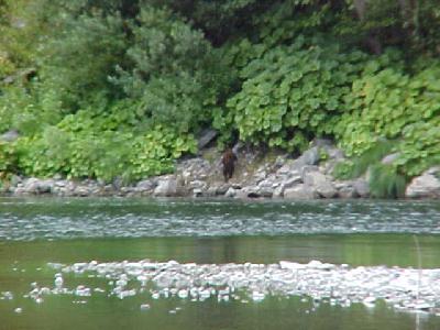 Klamath cub: