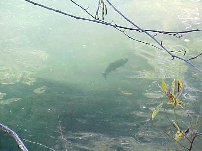 trout window: 