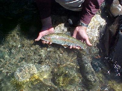 USac Nice Trout: 