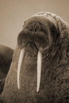 walrus.jpg