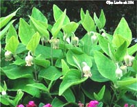 clematis: coactilis