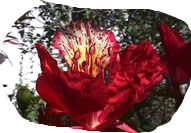 poinciana: 